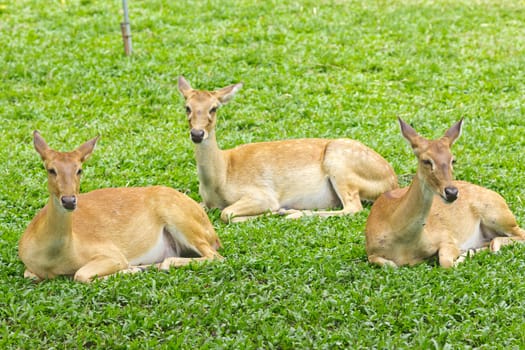 portrait of beautiful deers