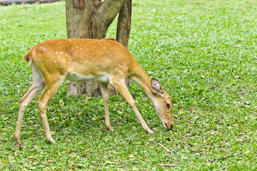 portrait of deer