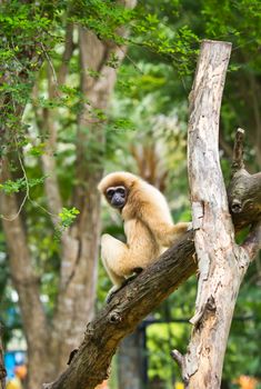 White handed Gibbon or Lar Gibbon