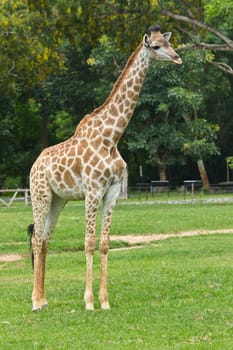 giraffe