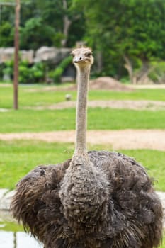 portrait of ostrich