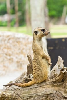 portrait of meerkat
