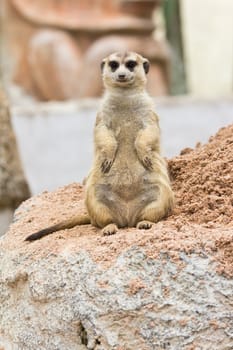 portrait of meerkat