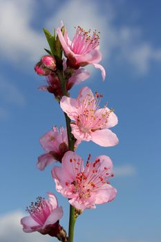 blossoming peach against the blue sky