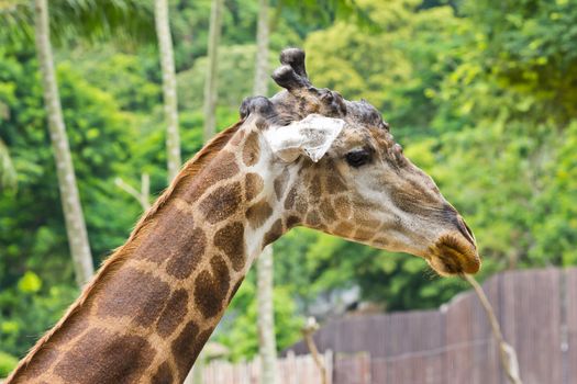 portrait of giraffe