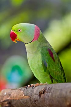 green parrot