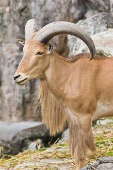 mountain goat