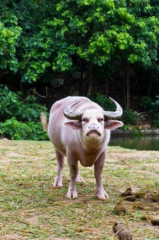 albino buffalo