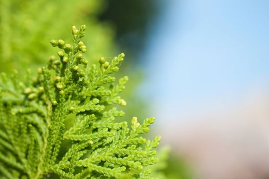 close up Leaf pine