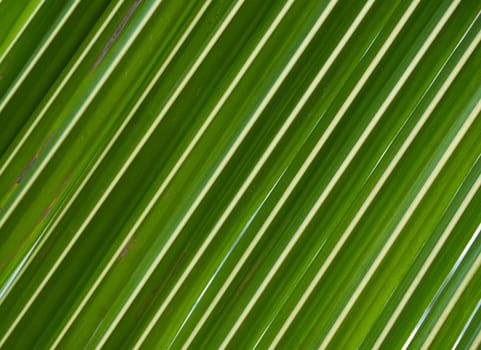 coconut leaf for background