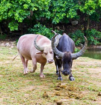 albino and thai buffalo