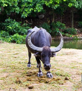 thai buffalo