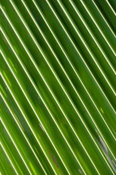 coconut leaf for background