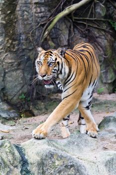 sumatran tiger