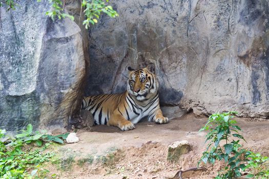 sumatran tiger