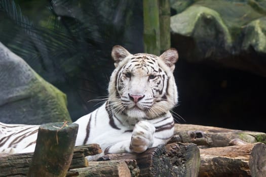 white tiger