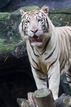 white tiger