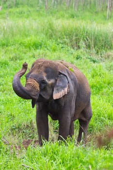 thai elephant