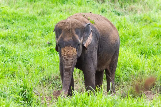 thai elephant