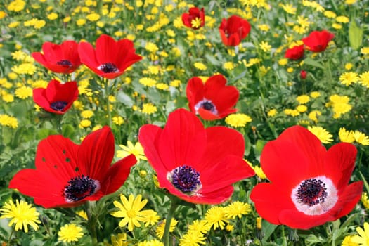 Bright red poppies among the yellow flowers