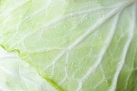 Fresh cabbage Pattern