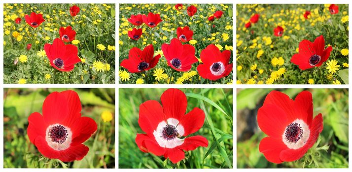 a collage of red poppies blooming