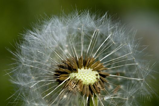 Close up of a deflorate dandelion on blurred green background