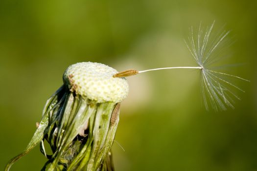 Close up of a deflorate dandelion on blurred green background