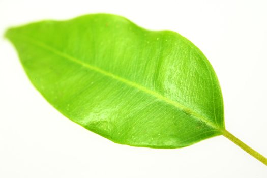 Nature theme: an image of a green leaf
