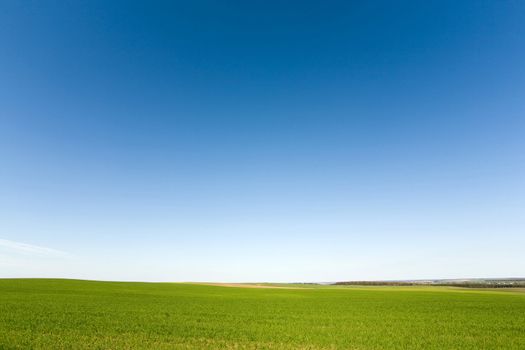 Fresh green crops on the bright blue cloudless sky background