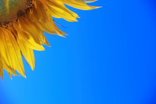 An image of sunflower on background of sky