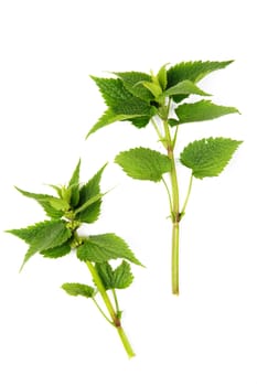 An image of lamium (deadnettle) on white background