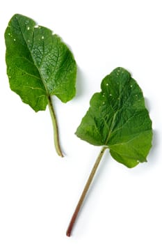 An image of two green leaves of burdock