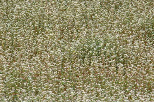 Image of background of buckwheat