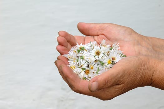 Image of white flowers in the palm