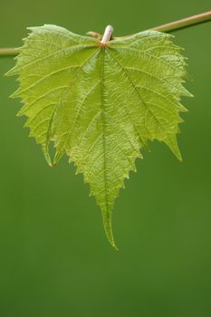 The image of a green grape leaf on background