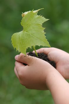 Grapevine with leaves in children's hands.
