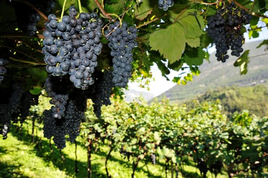 An image of fresh blue grapes on a tree