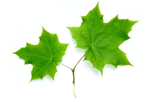 An image of two bright green maple leaves