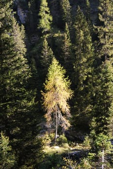 An image of beautiful green forest with fir-trees