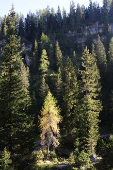 An image of a beautiful green forest with fir-trees
