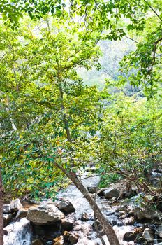 Green tree in the nature