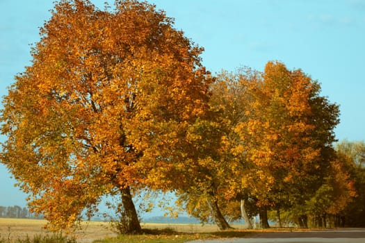 Yellow trees near the road