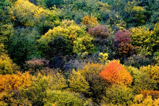 A background of color leaves