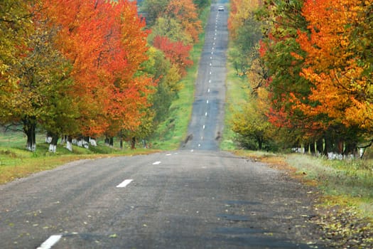 A road in autumn forest