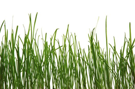 An image of green grass