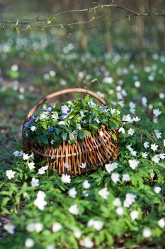 An image of wooden basket in spring forest