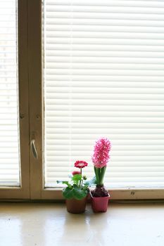 An image of two flowers in the pots