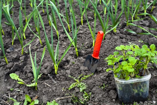 An image of plants in the ground and shovel