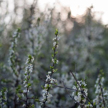 An image of nice flowers of cherry-tree